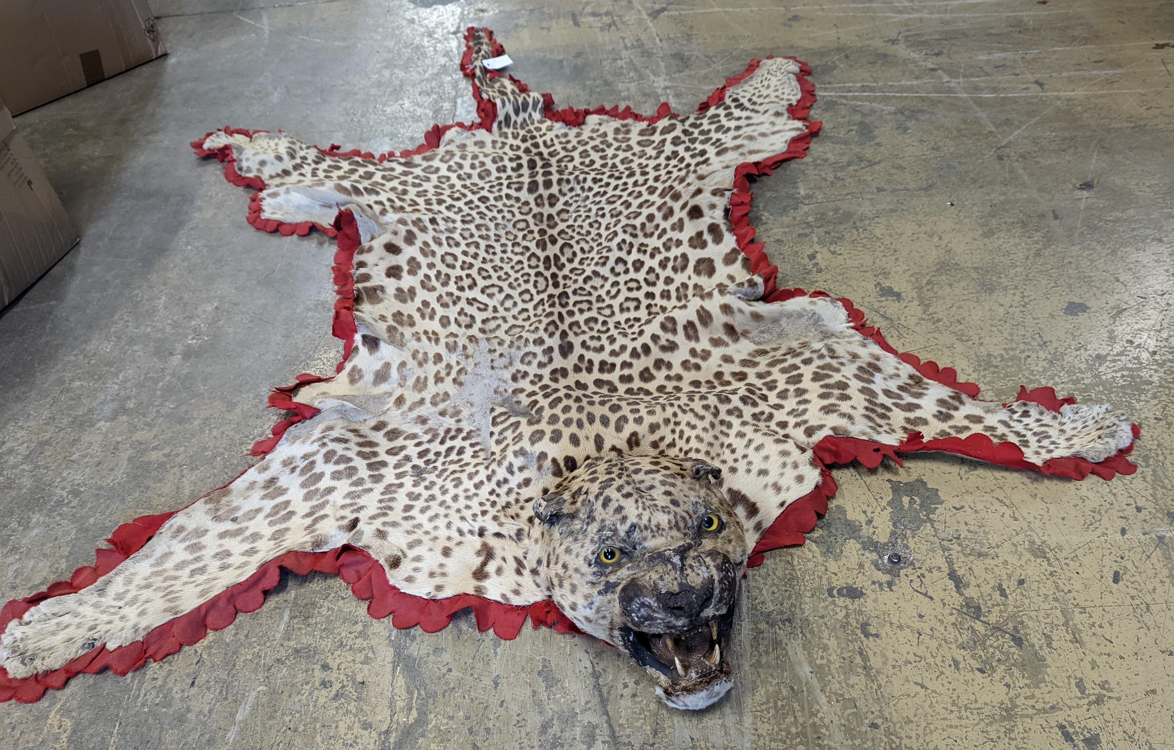 Taxidermy - a Leopard skin rug with head and stitched felt border, nose to tail 215cm